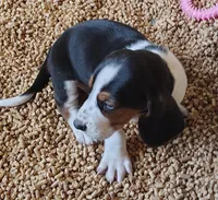 Male 1, a male Basset Hound for sale in Valley View, TX – Photo 2 of 5