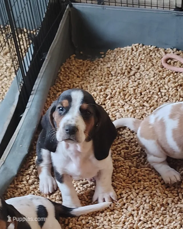 Male 1 – Basset Hound puppy for sale in Valley View, TX