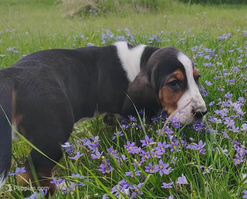 Male 1 – Basset Hound puppy for sale in Valley View, TX