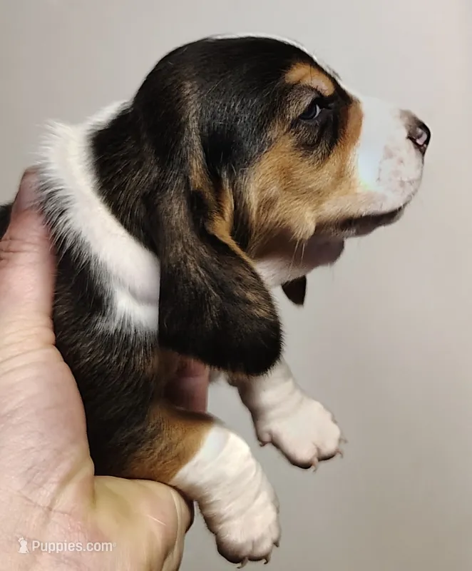 Sneezy – Basset Hound puppy for sale in Valley View, TX