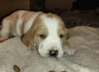 Female 1, a female Basset Hound for sale in Valley View, TX – Photo 3 of 4