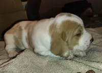 Female 1, a female Basset Hound for sale in Valley View, TX – Photo 4 of 4