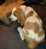 Female 1, a female Basset Hound for sale in Valley View, TX – Photo 3 of 4