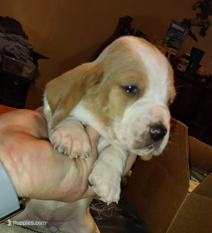 Female 1 – Basset Hound puppy for sale in Valley View, TX