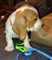 Female 1, a female Basset Hound for sale in Valley View, TX – Photo 2 of 4