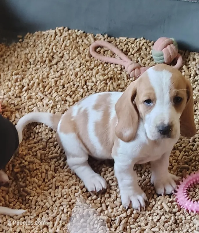 Female 1 – Basset Hound puppy for sale in Valley View, TX