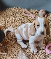 Female 1, a female Basset Hound for sale in Valley View, TX – Photo 1 of 4