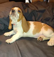 Female 1, a female Basset Hound for sale in Valley View, TX – Photo 4 of 4