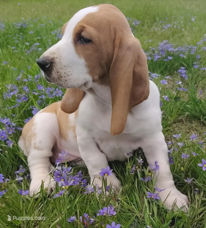 Female 1 – Basset Hound puppy for sale in Valley View, TX