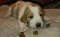 Female 1, a female Basset Hound for sale in Valley View, TX – Photo 2 of 4