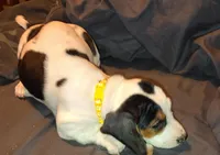 Female 2, a female Basset Hound for sale in Valley View, TX – Photo 2 of 6