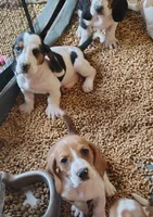 Female 2, a female Basset Hound for sale in Valley View, TX – Photo 6 of 6