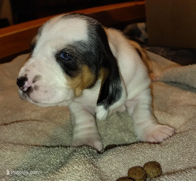 Female 2 – Basset Hound puppy for sale in Valley View, TX