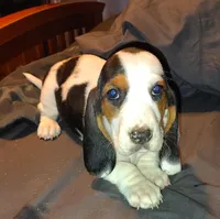 Female 2, a female Basset Hound for sale in Valley View, TX – Photo 3 of 6