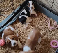 Female 2, a female Basset Hound for sale in Valley View, TX – Photo 5 of 6