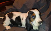 Female 2, a female Basset Hound for sale in Valley View, TX – Photo 1 of 6