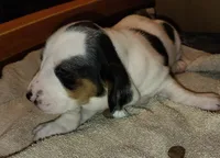 Female 2, a female Basset Hound for sale in Valley View, TX – Photo 3 of 4