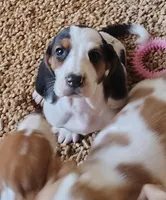 Female 2, a female Basset Hound for sale in Valley View, TX – Photo 4 of 6