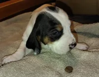 Female 2, a female Basset Hound for sale in Valley View, TX – Photo 4 of 4