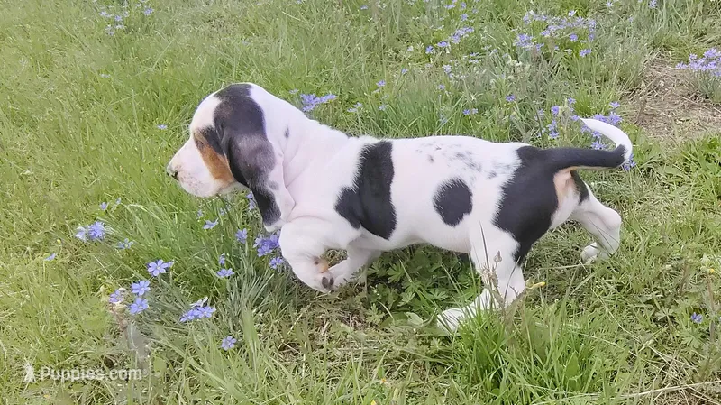 Female 2 – Basset Hound puppy for sale in Valley View, TX