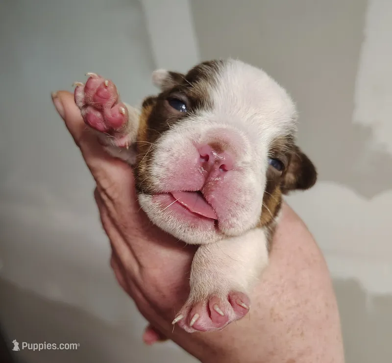 Astro  – English Bulldog puppy for sale in Valley View, TX