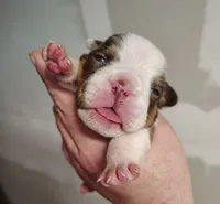 Astro , a female English Bulldog for sale in Valley View, TX – 1 of 3
