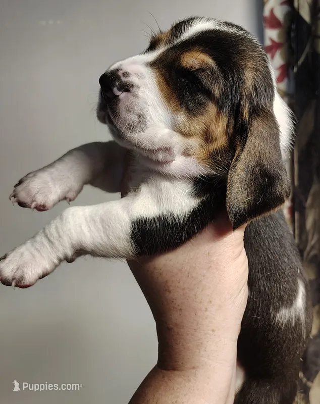 Grumpy  – Basset Hound puppy for sale in Valley View, TX