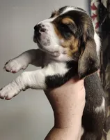Grumpy , a male Basset Hound for sale in Valley View, TX – 1 of 1