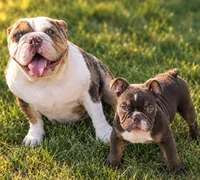 Junior , a male English Bulldog for sale in Valley View, TX – 2 of 4