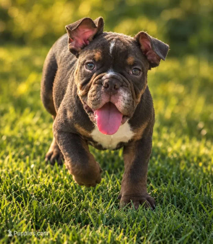 Junior  – English Bulldog puppy for sale in Valley View, TX