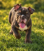 Junior , a male English Bulldog for sale in Valley View, TX – 1 of 4