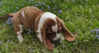 Male 2, a male Basset Hound for sale in Valley View, TX – Photo 4 of 4