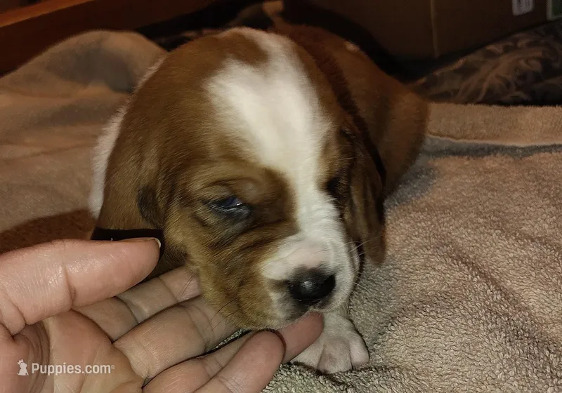 Male 2 – Basset Hound puppy for sale in Valley View, TX