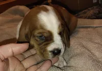Male 2, a male Basset Hound for sale in Valley View, TX – Photo 1 of 4
