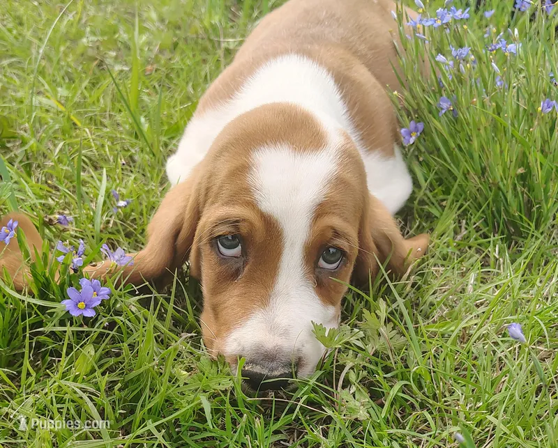 Male 2 – Basset Hound puppy for sale in Valley View, TX