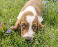 Male 2, a male Basset Hound for sale in Valley View, TX – Photo 1 of 4