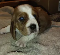 Male 2, a male Basset Hound for sale in Valley View, TX – Photo 3 of 4