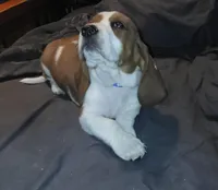 Male 2, a male Basset Hound for sale in Valley View, TX – Photo 2 of 3