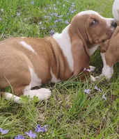 Male 2, a male Basset Hound for sale in Valley View, TX – Photo 2 of 4