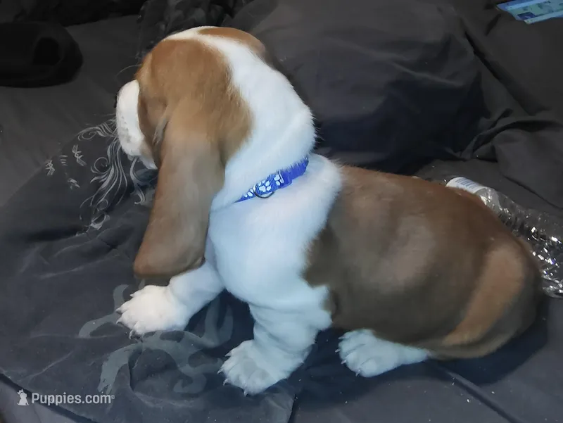 Male 2 – Basset Hound puppy for sale in Valley View, TX