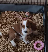 Male 2, a male Basset Hound for sale in Valley View, TX – Photo 3 of 3