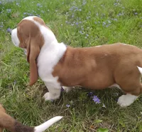 Male 2, a male Basset Hound for sale in Valley View, TX – Photo 3 of 4