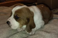 Male 2, a male Basset Hound for sale in Valley View, TX – Photo 2 of 4