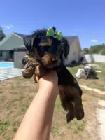 Green, a female Yorkshire Terrier for sale in Spring Hill, FL – Photo 2 of 2
