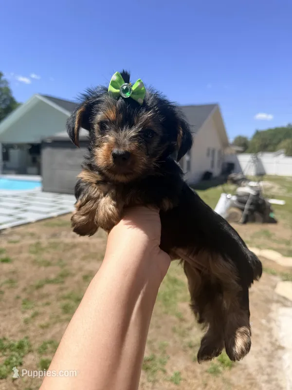 Green, a female Yorkshire Terrier for sale in Spring Hill, FL – Photo 1 of 2