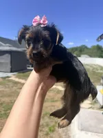 Pink , a female Yorkshire Terrier for sale in Spring Hill, FL – Photo 2 of 2
