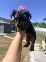 Pink , a female Yorkshire Terrier for sale in Spring Hill, FL – Photo 1 of 2