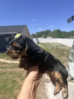 Yellow, a female Yorkshire Terrier for sale in Spring Hill, FL – Photo 2 of 2