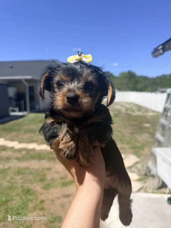 Yellow – Yorkshire Terrier puppy for sale in Spring Hill, FL