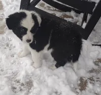 Benji, a male Border Collie for sale in Churubusco, IN – Photo 4 of 9
